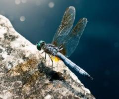 Eine tolle Testuhr - Hier tickt die Zeit für Sie, wenn Sie eine derart grandiose Uhr besitzen!
